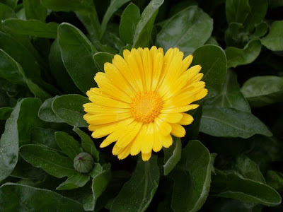 Calendula officinalis,
calendula,
Fiorrancio coltivato,
marigold,
pot marigold,
pot-marigold,
ruddles,
Scotch Marigold,
Scotch-marigold,
Scottish-marigold Calendula officinalis,
calendula,
Fiorrancio coltivato,
marigold,
pot marigold,
pot-marigold,
ruddles,
Scotch Marigold,
Scotch-marigold,
Scottish-marigold