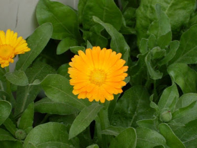 Calendula officinalis,
calendula,
Fiorrancio coltivato,
marigold,
pot marigold,
pot-marigold,
ruddles,
Scotch Marigold,
Scotch-marigold,
Scottish-marigold Calendula officinalis,
calendula,
Fiorrancio coltivato,
marigold,
pot marigold,
pot-marigold,
ruddles,
Scotch Marigold,
Scotch-marigold,
Scottish-marigold