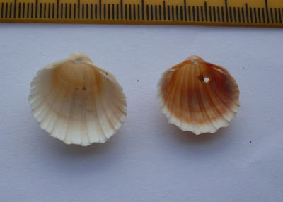Acanthocardia paucicostata