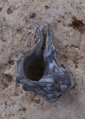 Bolinus brandaris Bolinus brandaris