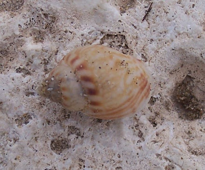 Nassarius mutabilis