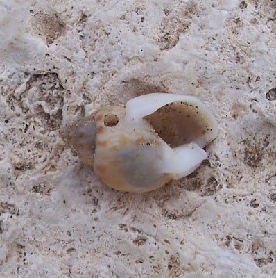 Nassarius mutabilis