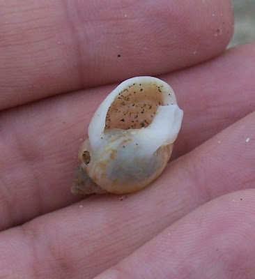 Nassarius mutabilis