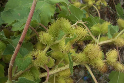 Xanthium strumarium,
Bardana minuta,
bardana-menor,
cadillo com&uacute;n,
California-bur,
Canada cockleburr,
carrapicho-de-carneiro,
carrapicho-grande,
cocklebur,
cockleburr,
common cocklebur,
Gew&ouml;hnliche Spitzklette,
kankerroos