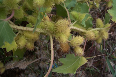 Xanthium strumarium,
Bardana minuta,
bardana-menor,
cadillo com&uacute;n,
California-bur,
Canada cockleburr,
carrapicho-de-carneiro,
carrapicho-grande,
cocklebur,
cockleburr,
common cocklebur,
Gew&ouml;hnliche Spitzklette,
kankerroos