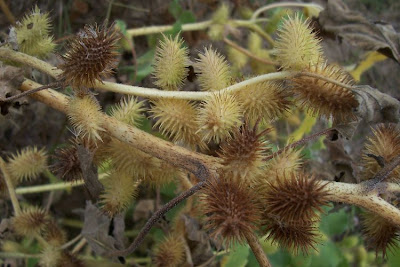 Xanthium strumarium,
Bardana minuta,
bardana-menor,
cadillo com&uacute;n,
California-bur,
Canada cockleburr,
carrapicho-de-carneiro,
carrapicho-grande,
cocklebur,
cockleburr,
common cocklebur,
Gew&ouml;hnliche Spitzklette,
kankerroos