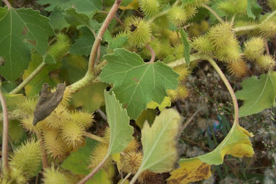 Xanthium strumarium,
Bardana minuta,
bardana-menor,
cadillo com&uacute;n,
California-bur,
Canada cockleburr,
carrapicho-de-carneiro,
carrapicho-grande,
cocklebur,
cockleburr,
common cocklebur,
Gew&ouml;hnliche Spitzklette,
kankerroos