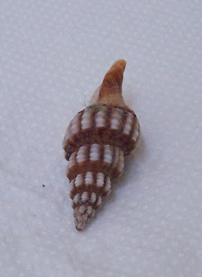 Fusinus syracusanus