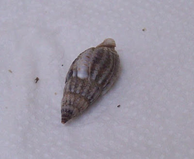 Nassarius nitidus