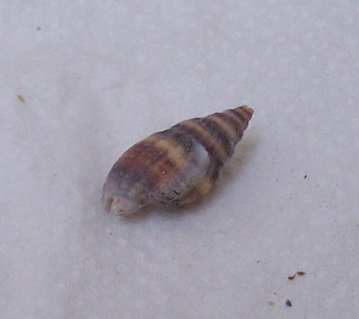 Nassarius nitidus
