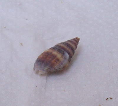 Nassarius nitidus