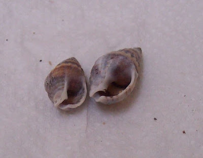 Nassarius nitidus
