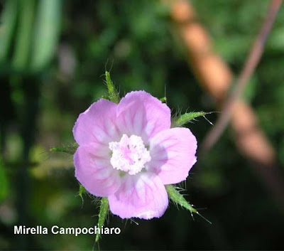 Malva-peluda