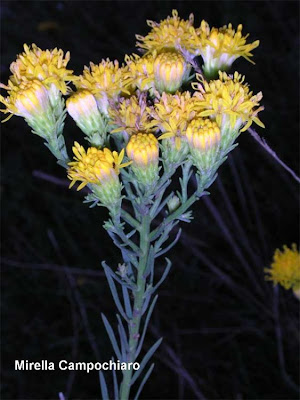 Aster linosyris,
Astro spillo d'oro,
goldilocks,
Goldilocks Aster Aster linosyris,
Astro spillo d'oro,
goldilocks,
Goldilocks Aster