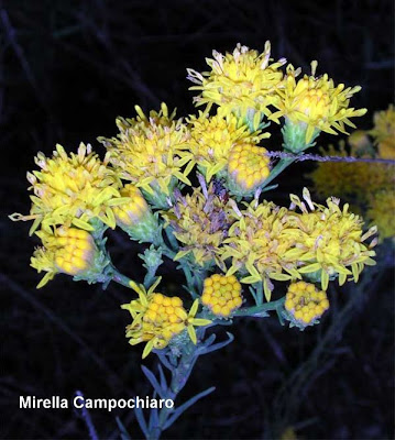 Aster linosyris,
Astro spillo d'oro,
goldilocks,
Goldilocks Aster Aster linosyris,
Astro spillo d'oro,
goldilocks,
Goldilocks Aster