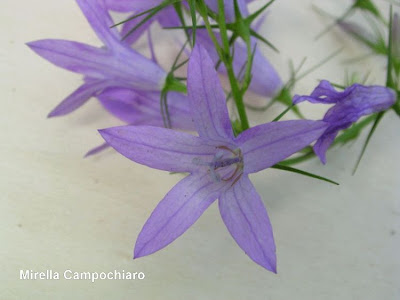Campanula rapunculus L.