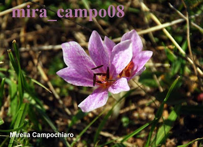 Colchico di Bivona