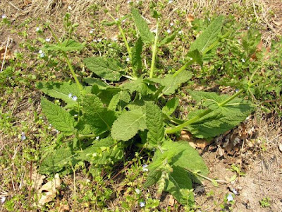 Salvia pratensis L.
