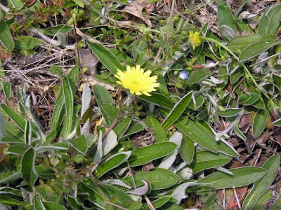Mouse-ear hawkweed Mouse-ear hawkweed