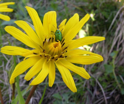 Goat's-beard