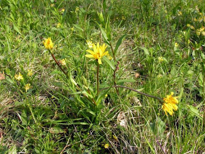 Goat's-beard