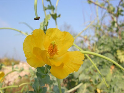 Horned-poppy Horned-poppy