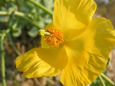 Horned-poppy Horned-poppy