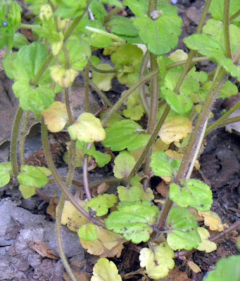 Common speedwell Common speedwell
