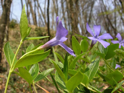 Common periwinkle Common periwinkle