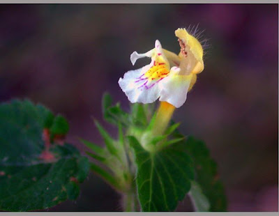 Galeopsis tetrahit,
bristlestem hempnettle,
brittle-stem hemp-nettle,
brittlestem hempnettle,
Canapa selvatica,
Canapetta comune,
common hemp-nettle,
galeopse,
gale&oacute;pse-comum,
Gemeiner Hohlzahn,
Hemp Nettle,
hemp-nettle