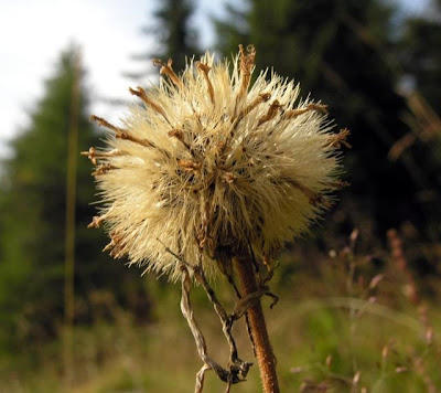 European arnica