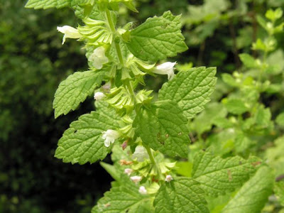 Citronella Citronella