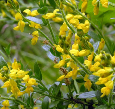 German Greenweed