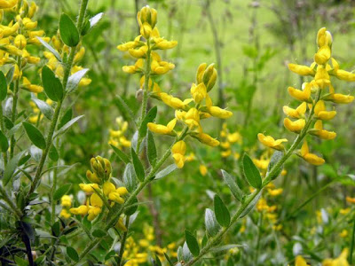 German Greenweed