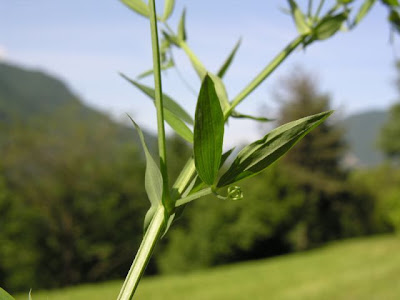 Cicerchia dei prati Cicerchia dei prati