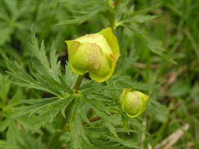 Trollius europaeus L.