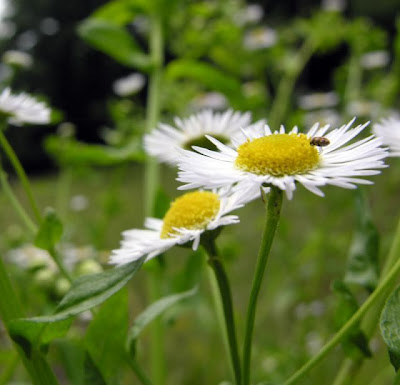 Eastern daisy fleabane