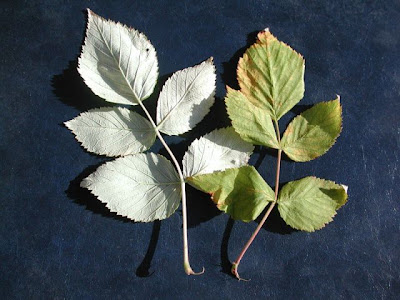 Lampone