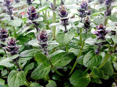 Ajuga reptans L.