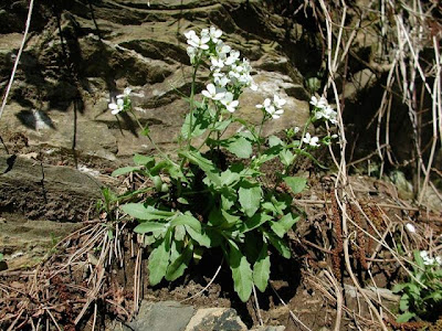 Alpine rockcress Alpine rockcress