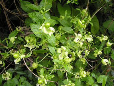 Berry Catchfly Berry Catchfly