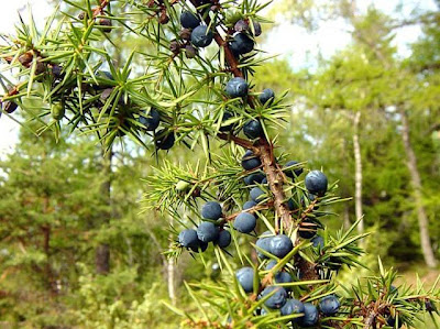 Common juniper Common juniper