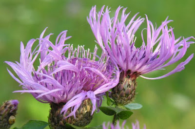 Fiordaliso carniolico