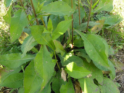 Fiordaliso carniolico