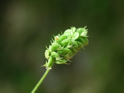 Erba medica lupulina