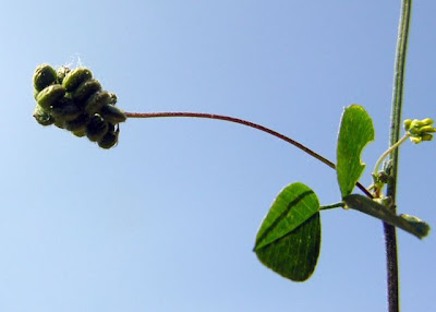 Erba medica lupulina