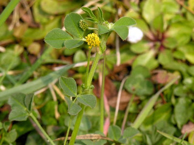 Erba medica lupulina