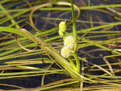 Narrow Leaf Burr Reed