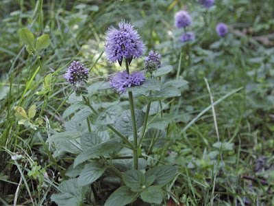 Mentha aquatica L. x. piperita