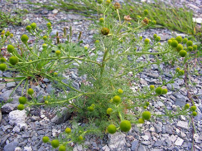 Disc mayweed Disc mayweed